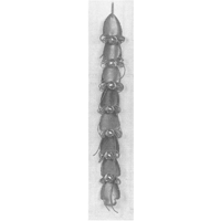 Christmas Doorbell Hanger